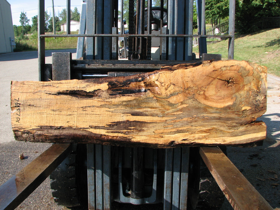 Maple, Spalted #7657(ROC) - 1-1/4" x 11" to 17" x 54" FREE SHIPPING within the Contiguous US. freeshipping - Big Wood Slabs