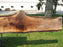 Walnut, American #7842(LA)  2" x 10" to 13" x 132" - FREE SHIPPING within the Contiguous US. freeshipping - Big Wood Slabs