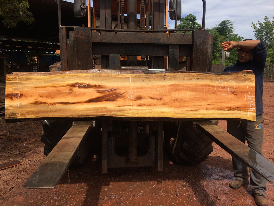 Goncalo Alves / Tigerwood #9587 - 2-1/4" x 17" to 18" x 90" FREE SHIPPING within the Contiguous US. freeshipping - Big Wood Slabs