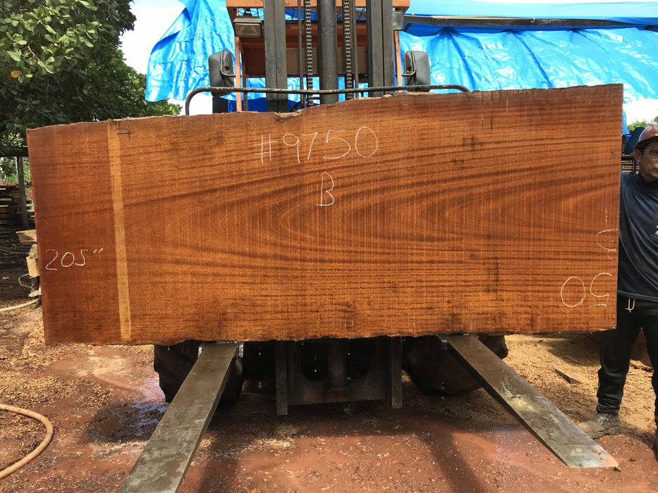 Tatajuba #9750 - 2-7/8" x 36" to 52" x 205" FREE SHIPPING within the Contiguous US. freeshipping - Big Wood Slabs