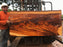 Goncalo Alves / Tigerwood #9779- 2-3/8" x 31" to 33" x 67" FREE SHIPPING within the Contiguous US. freeshipping - Big Wood Slabs