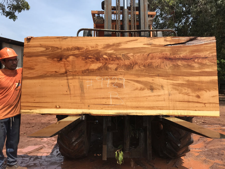 Goncalo Alves / Tigerwood #9929- 2-1/4" x 38" to 39" x 99" FREE SHIPPING within the Contiguous US. freeshipping - Big Wood Slabs