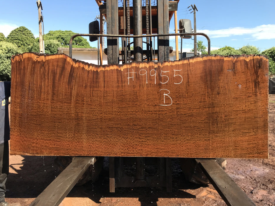 Ipe / Brazilian Walnut #9955 - 2-1/4" x 34" to 38" x 95" FREE SHIPPING within the Contiguous US. freeshipping - Big Wood Slabs