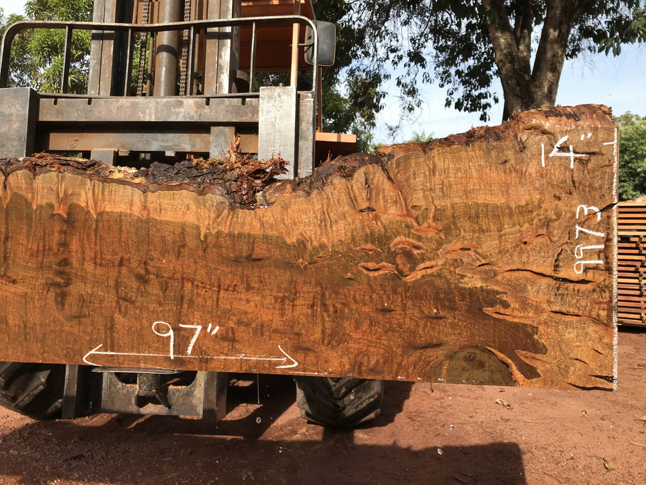 Ipe / Brazilian Walnut #9973 - 2" x 11" to 14" x 97" FREE SHIPPING within the Contiguous US. freeshipping - Big Wood Slabs