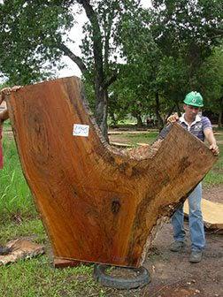 Quaruba #2345(LW) - 2-1/2" x 35" to 86" x 72" FREE SHIPPING within the Contiguous US. freeshipping - Big Wood Slabs