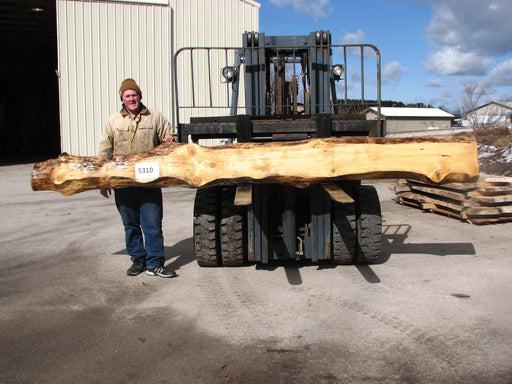 Spruce #5310 - 3" x 4" to 13" x 149" FREE SHIPPING within the Contiguous US. freeshipping - Big Wood Slabs